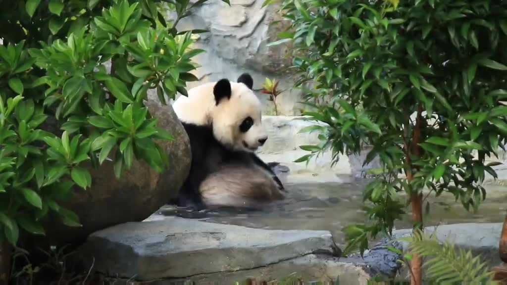 Giant pandas love to play in the water