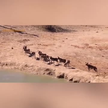 WILD ANIMALS HUNTING