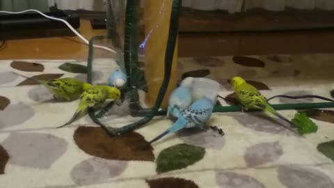 Playing Birds