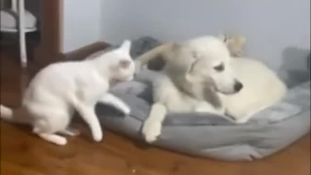 🐈Darction of funny cats and dogs for good mood