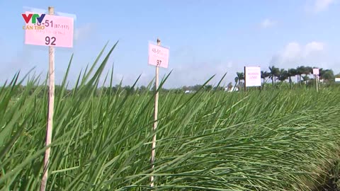 Rice farming in Vietnam