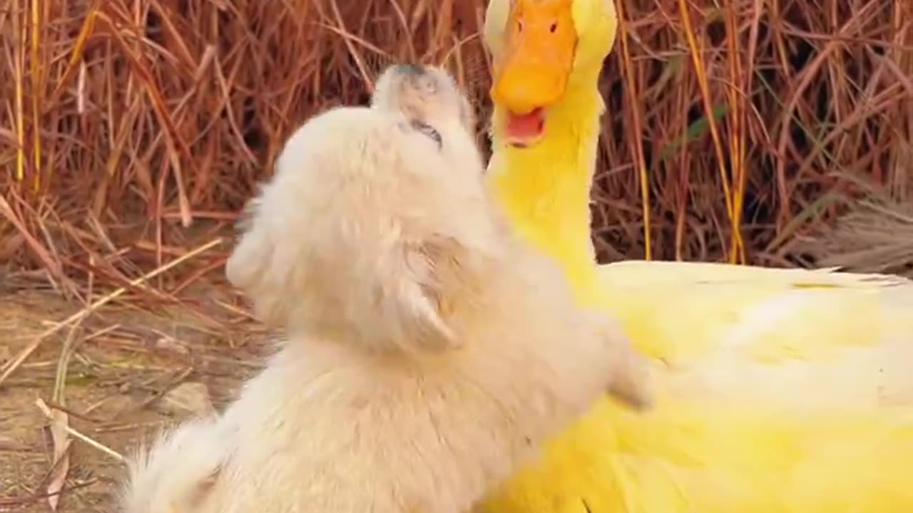 Adorable pet dog, why do they slowly get separated