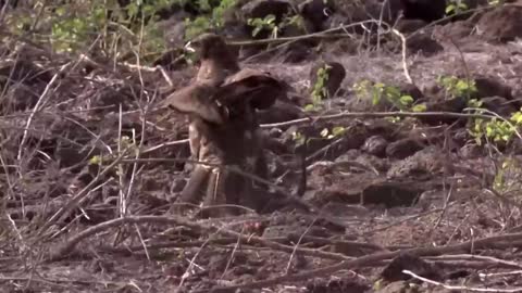 Amazing Eagle mother protects her baby amazingly!! Wild animals in the animal world