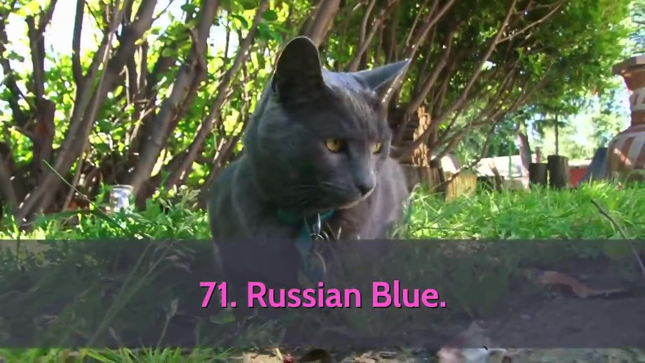 All Cat Breeds A-Z With Pictures! (all 98 breeds in the world)