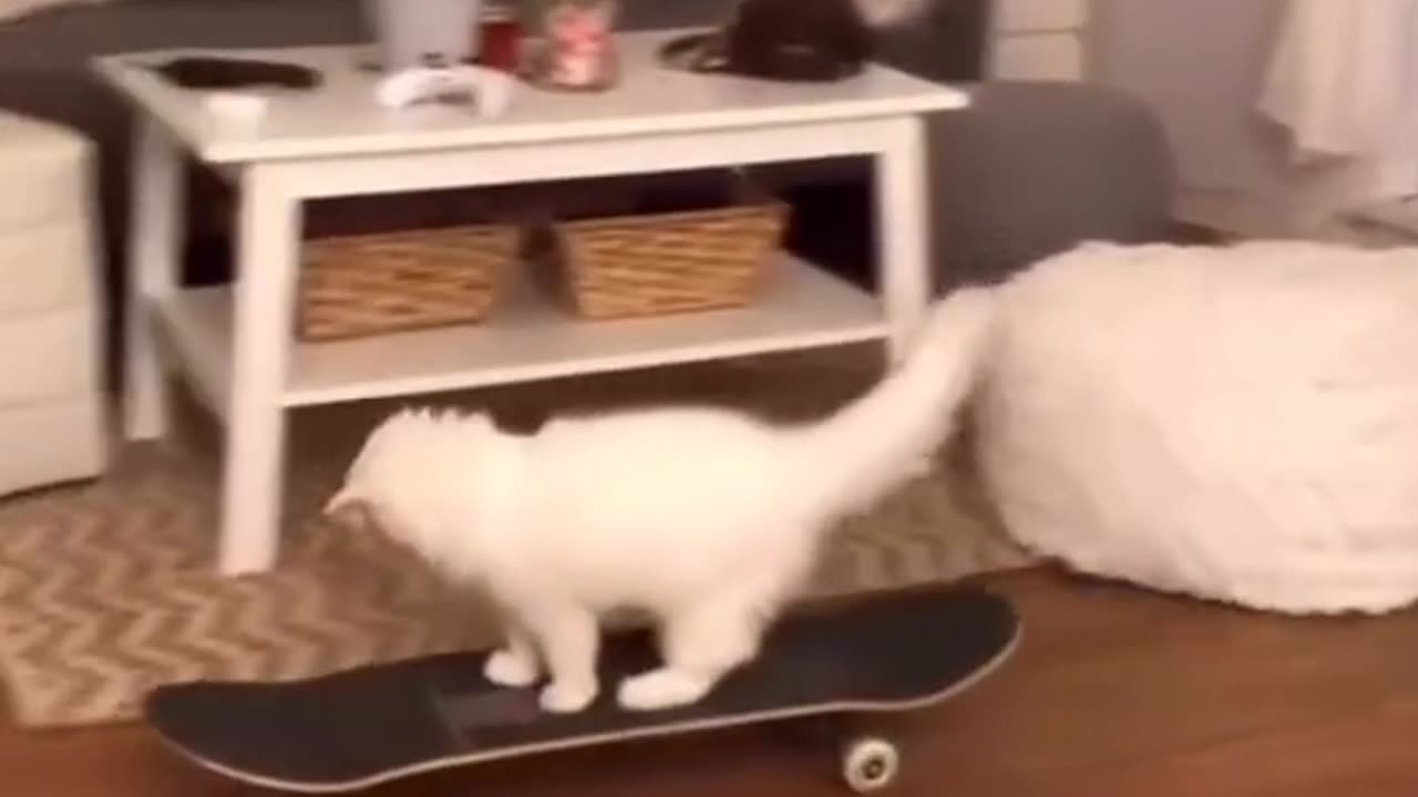 Clever kitty Funny Video