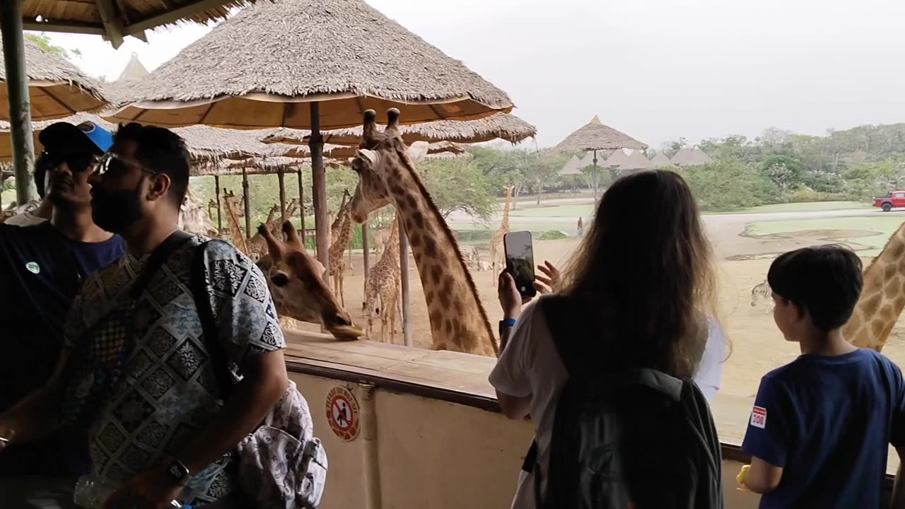 Giraffe feeding video , Bangkok , Thailand. .