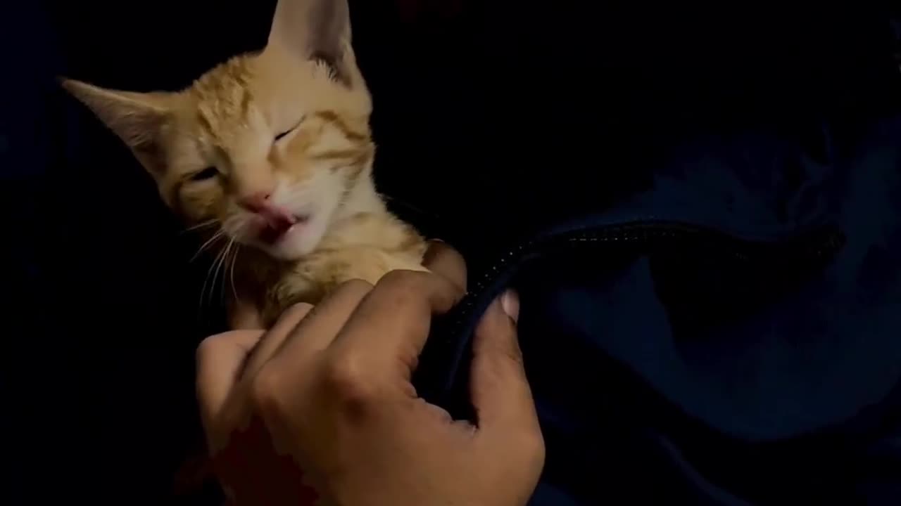 Expression cute cat😻