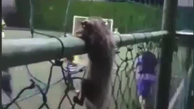 fifa VAR