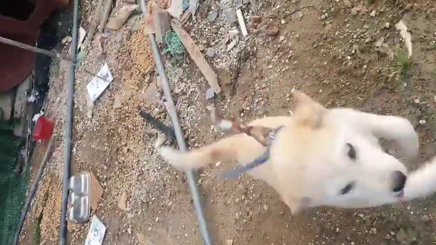 Cute puppy's charming, Dog greeting.