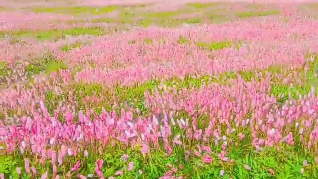 How to beautiful flowers in Supat Valley Kohistan | North Pakistan | NORTH kpk