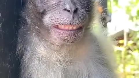 Crazy Monkey