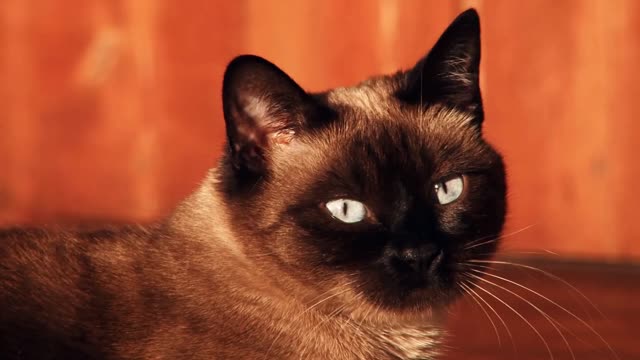 siamese cat startled and alert close up