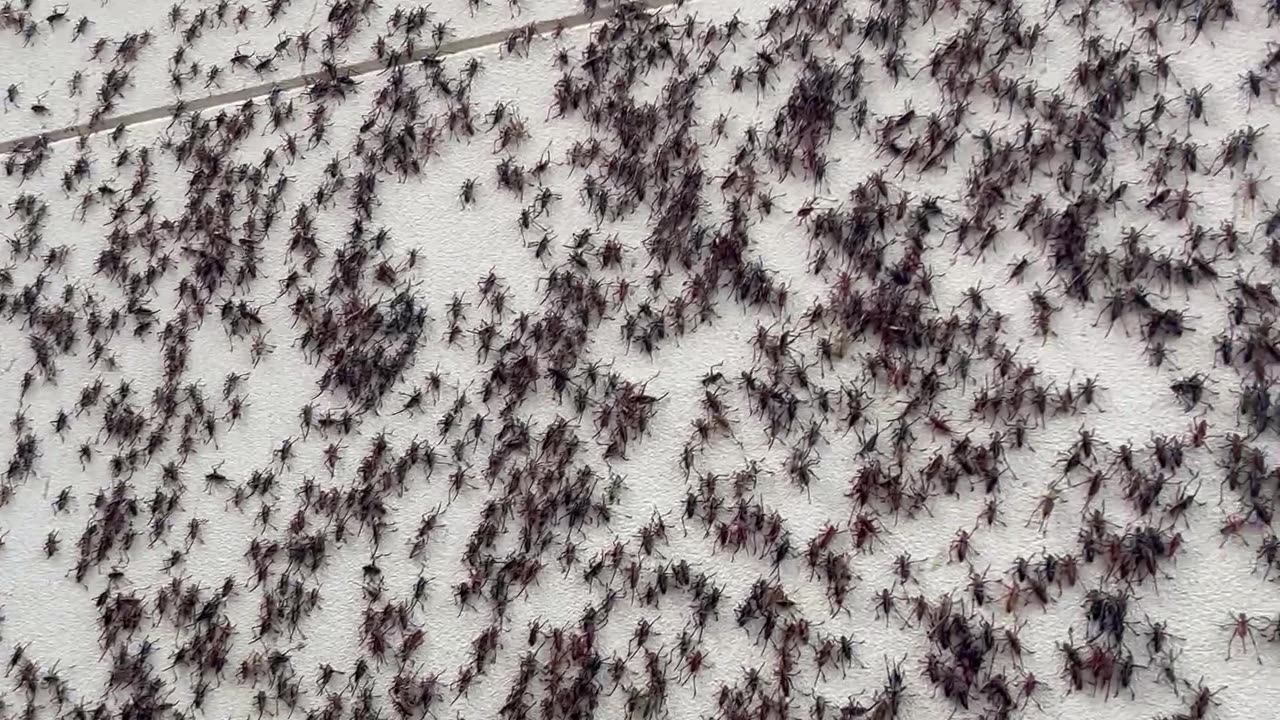 Local Hospital Covered by Crickets