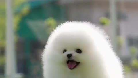 cute puppy video - cute dog