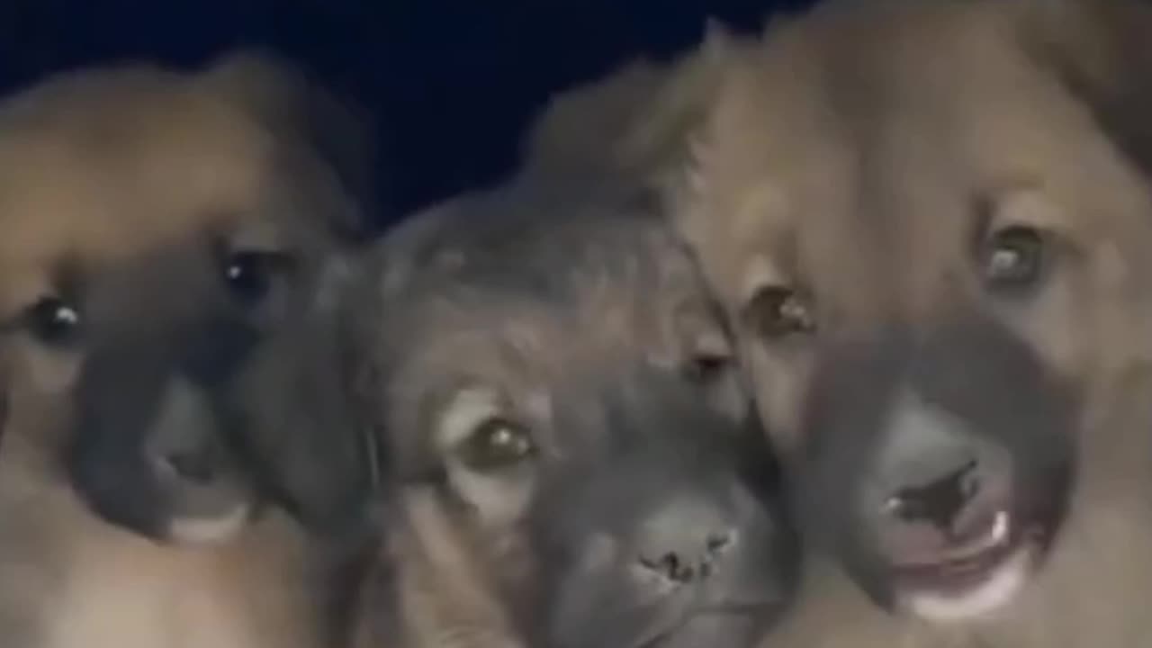 Cute Puppies || Baby Dog || Animal video || cute animal baby puppy dog
