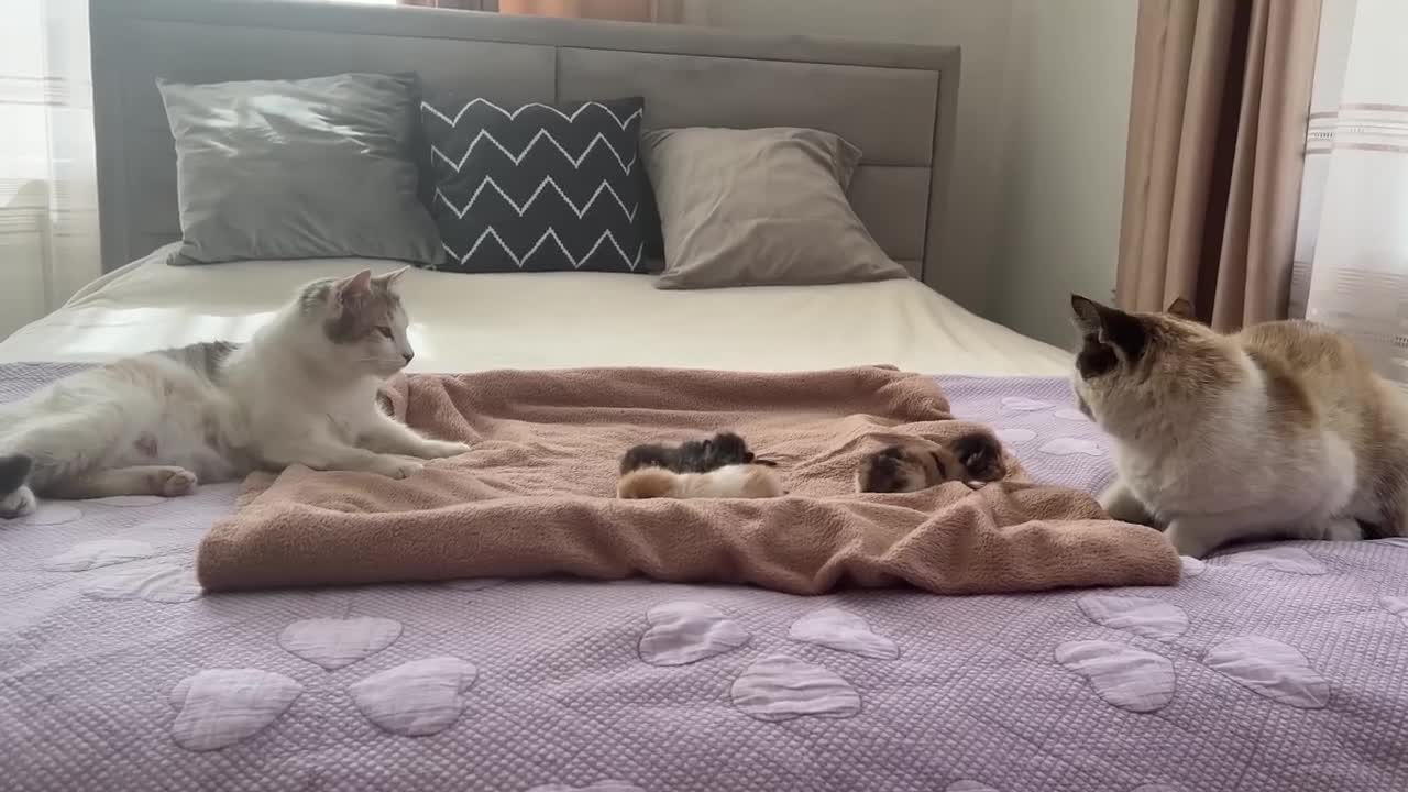 Dad Cat Meets His Baby Kittens for the First Time!