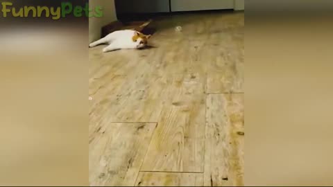 so funny🤣 and adorable / funny Animal Videos🐻! | funny dog🐶 and cat😺compilation videos 2023🐻 Ep.3