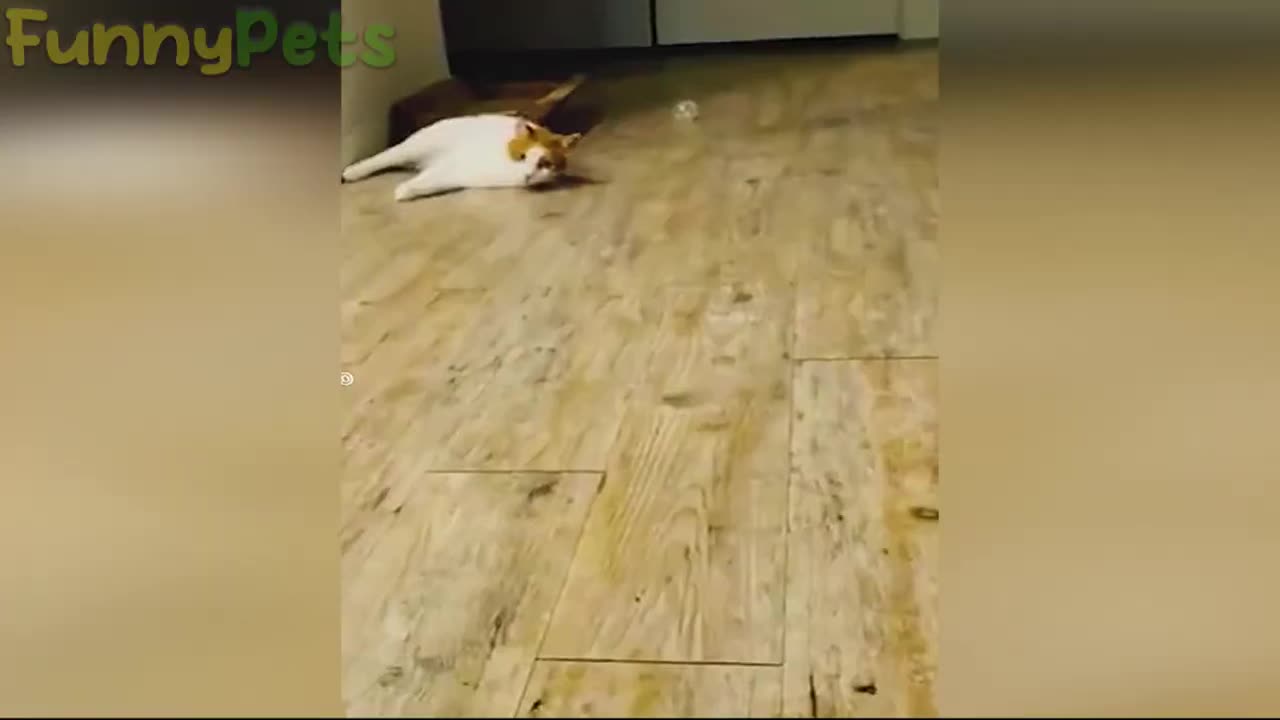 so funny🤣 and adorable / funny Animal Videos🐻! | funny dog🐶 and cat😺compilation videos 2023🐻 Ep.3