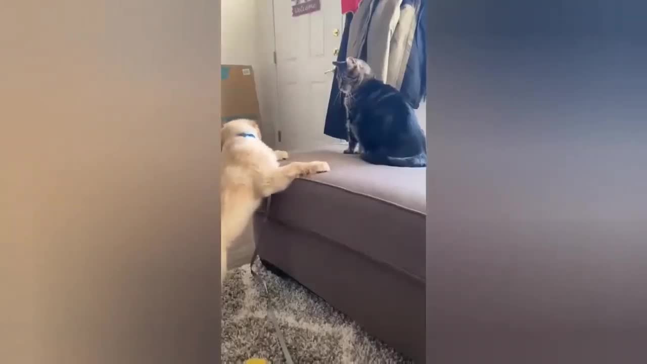 HOUR FUNNY CATS COMPILATION 2022😂_ Funny and Cute Cat Videos😸 ! - 127