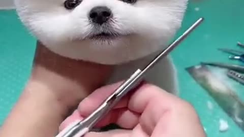 Cute and funny dog