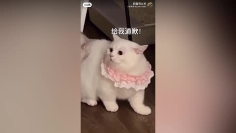 funny cute pet video compilation - cat dog
