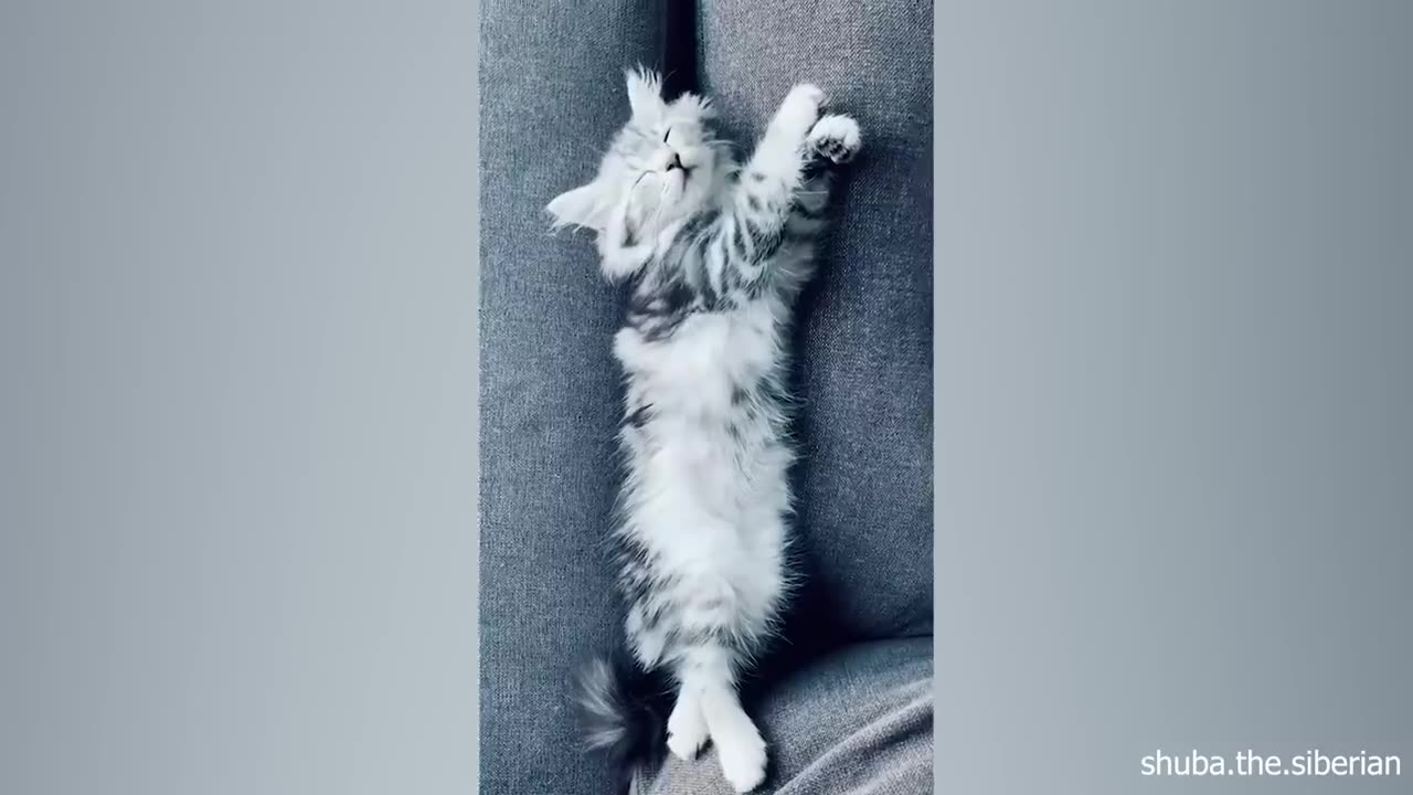 You Laugh You Lose 😂Videos of funny cats and kittens for a good mood!