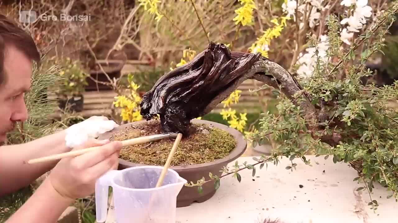 How An Overgrown Bonsai Tree Is Professionally Restored _ Refurbished _ Insider