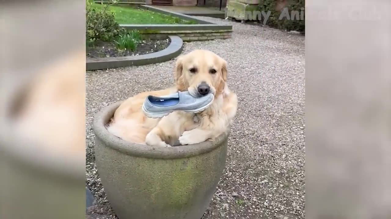 Funny Animal Videos 2023 π - Funniest Dogs And Cats Videos πΊπ#39