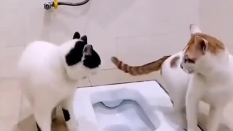 Funny cat