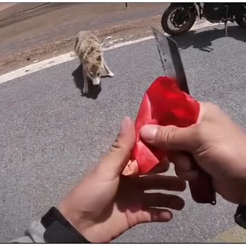 WOLF CAUGHT ON DASH CAM ON A ROAD SIDE LOOKING FOR FOOD