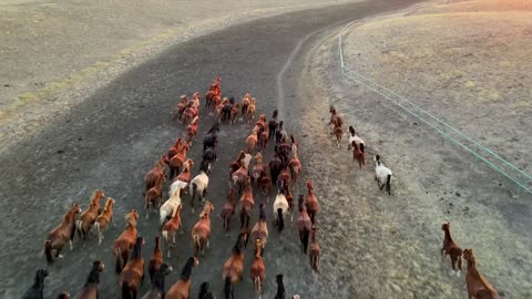 Horses galloping countryside