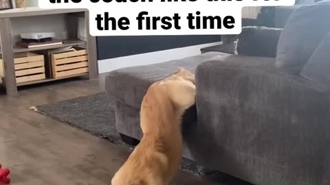 The only way my dog gets off the couch Funny Golden Retrievers