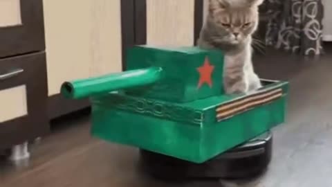 Cute Cat Tank Gif! 🥰💗🐈