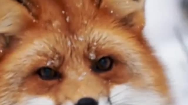 The beautiful fox in the snow