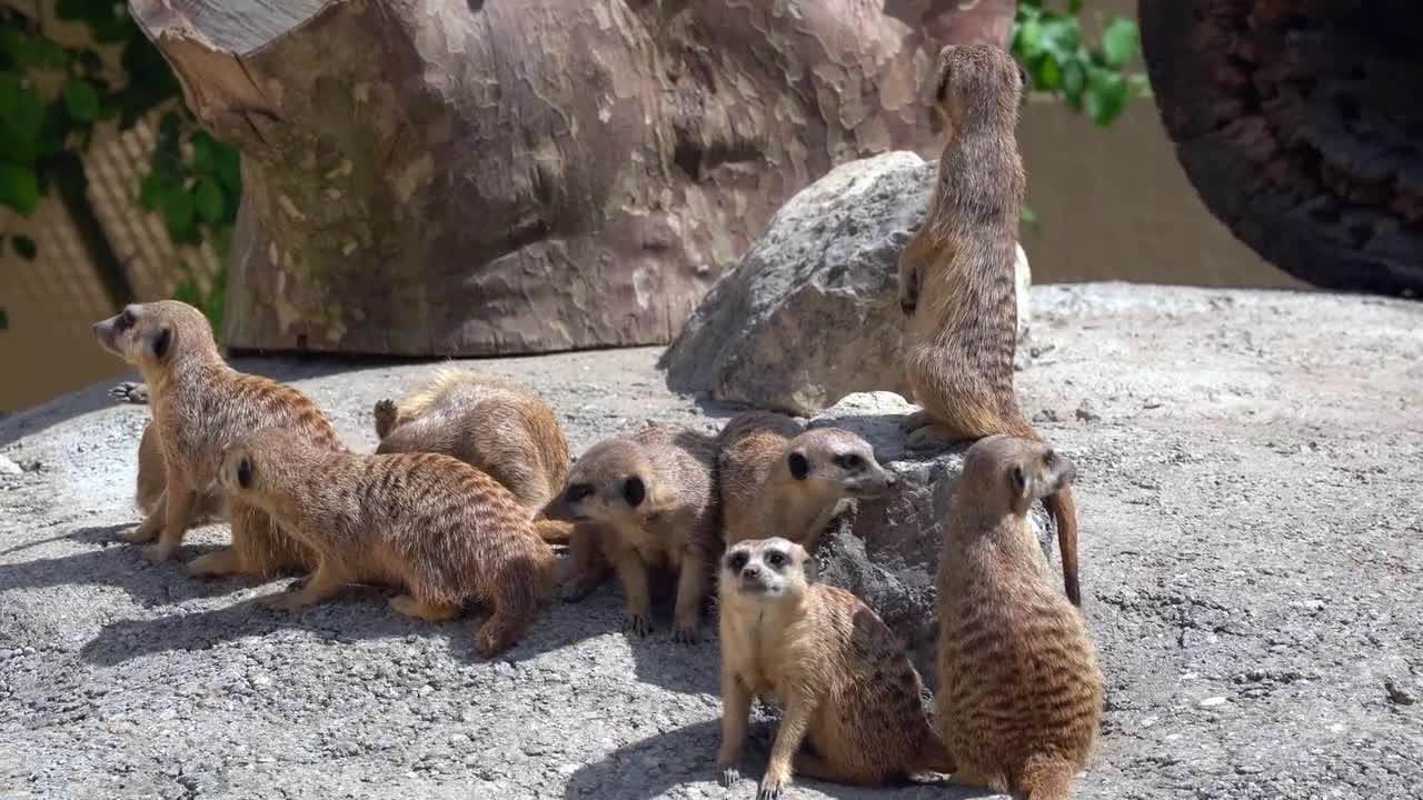 Earth Peoples Funny Cute Animal Zoo Africa