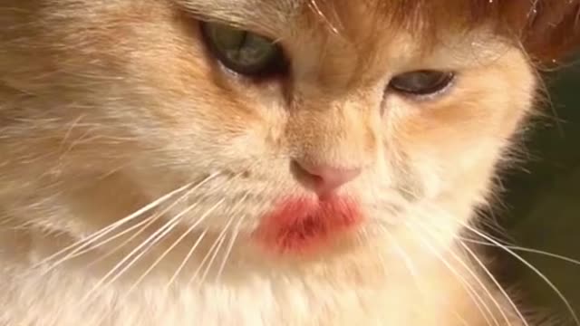 Cute kitten
