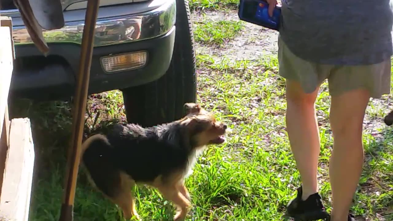 Rome & the Spinnin Lil Demon Dog