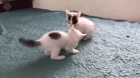 Funniest kittens of 2023