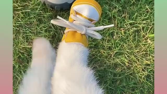 Cute and Funny Cat Video