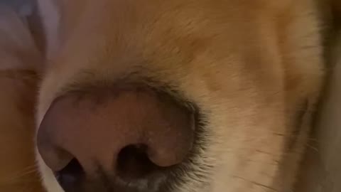 Dog Snores Loudly While Keeping One Eye Open