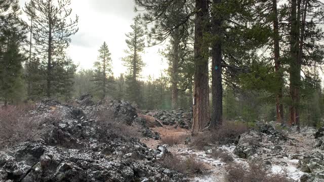 Volcanic Pine Snow Zone – Central Oregon – Edison Sno-Park – 4K