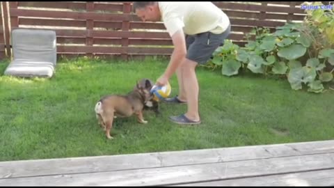 French bulldogs funny video