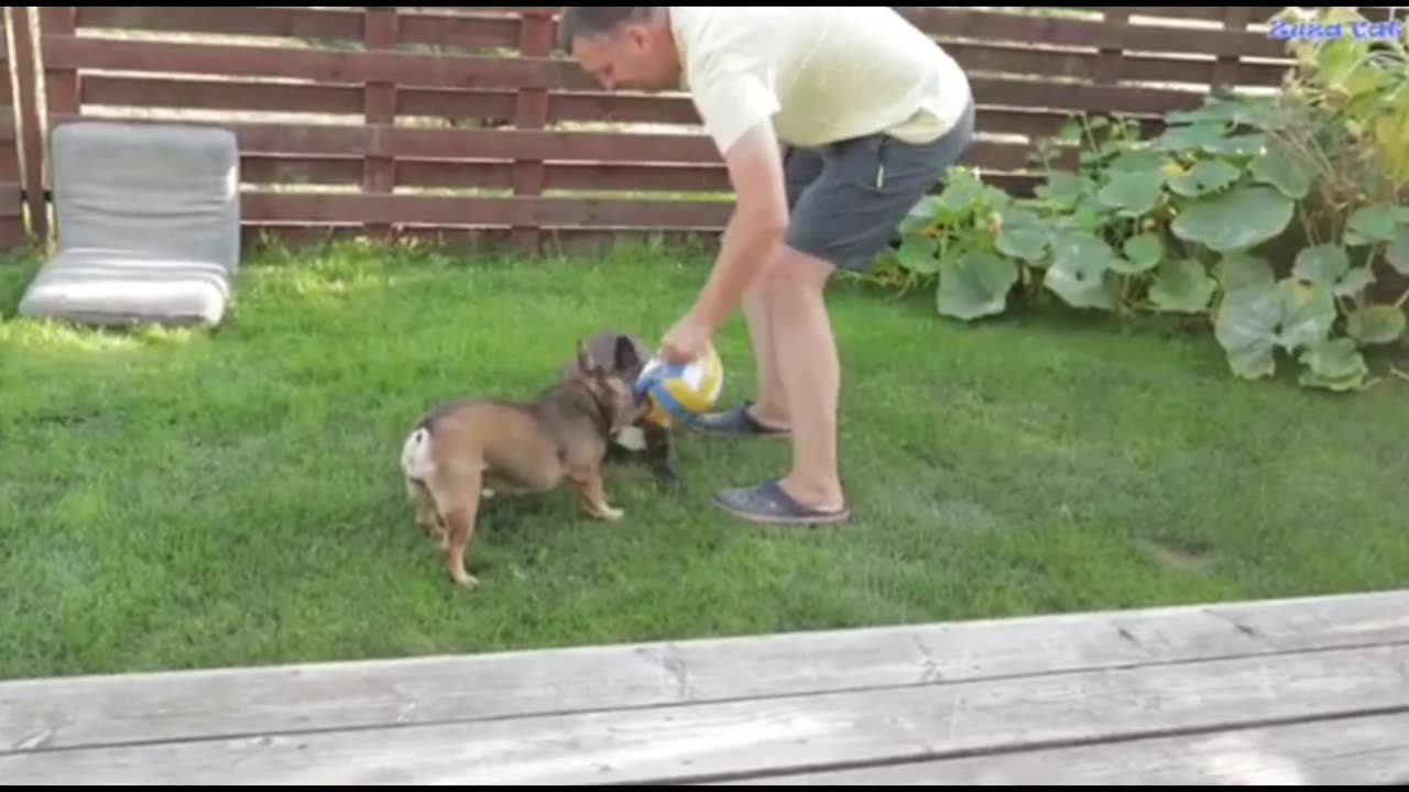 French bulldogs funny video