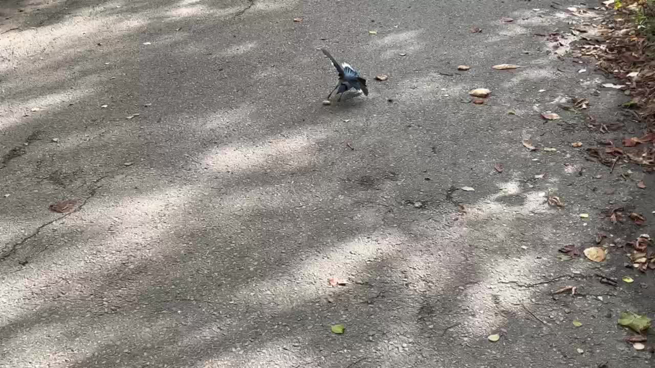 Training session for Blue Jay 😂