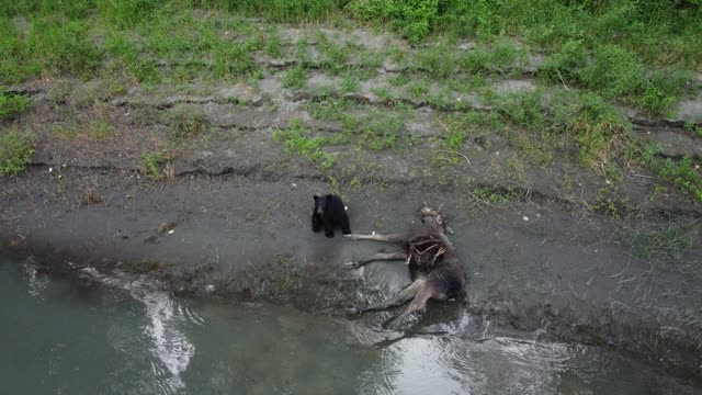 Black Bear Near a Moose Carcass