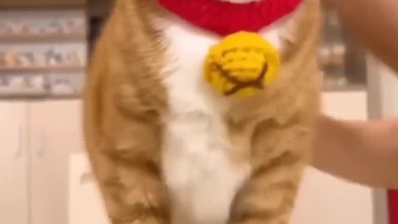 Funny video dog cat