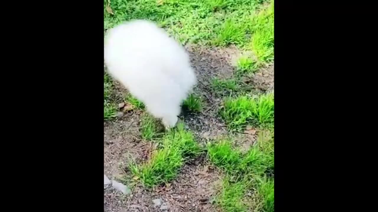 Funny Teacup Pomeranian Compilation