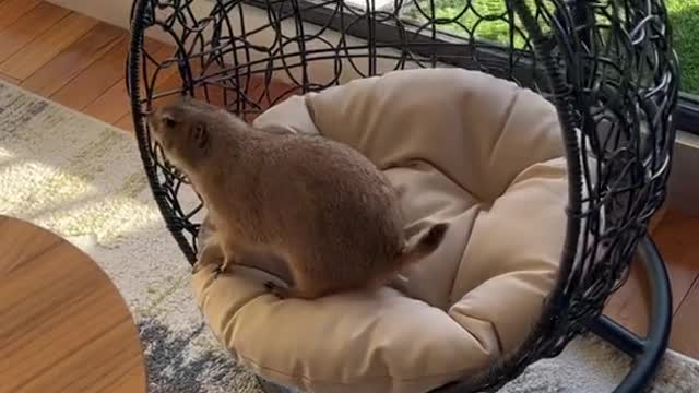 Poppy has selective hearing 😭 #animals