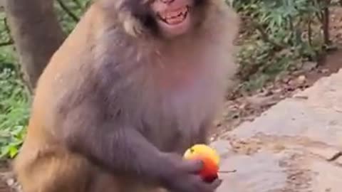 Monkey is laughing