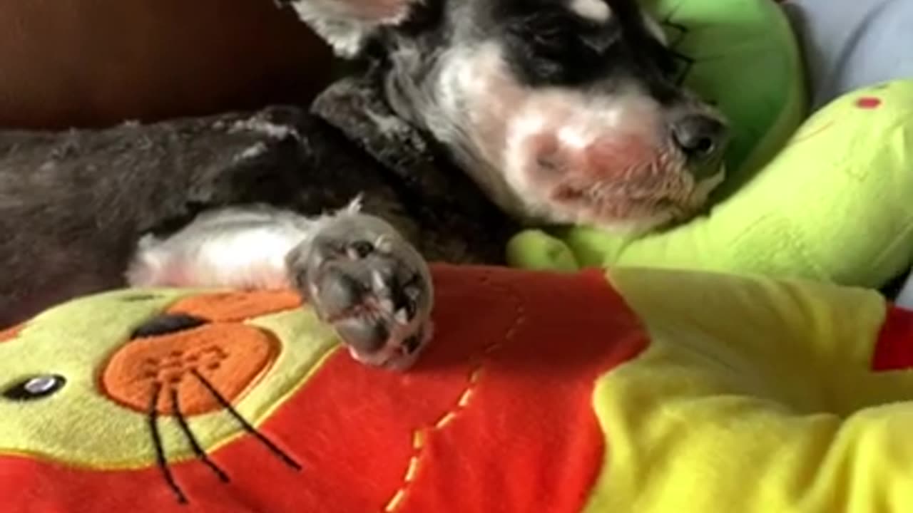 mini schnauzer love her siesta time